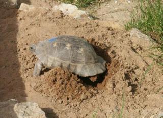 Breit-Eiablage 1a.JPG