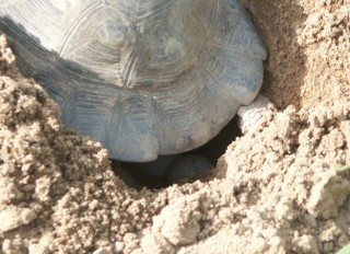 Breit-Eiablage 5.JPG