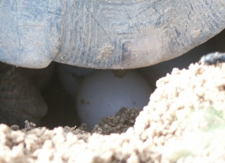 Breit-Eiablage 7.JPG