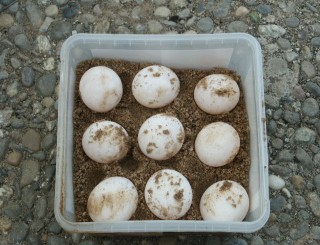 Breit-Eiablage 8.JPG