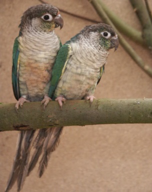 Gelbseiten blau3.JPG