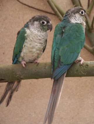 Gelbseiten blau6.JPG