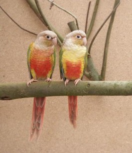 Gelbseiten zimt2.JPG