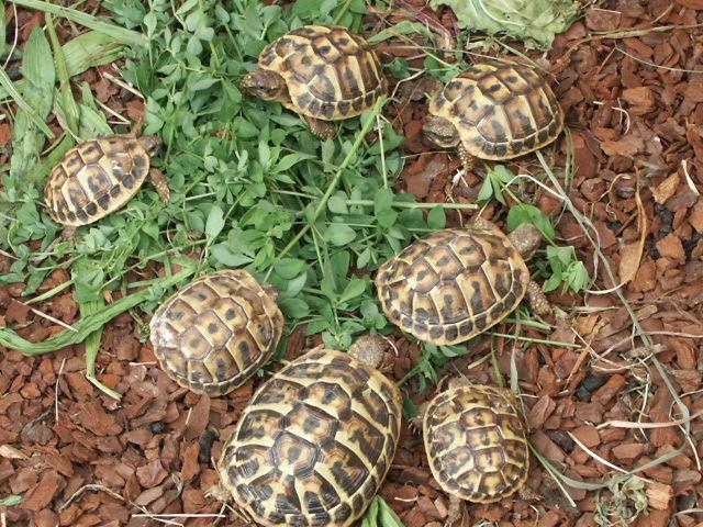 Griechischen her hermanni1.JPG