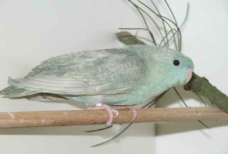 Katharina blau-ges1.JPG