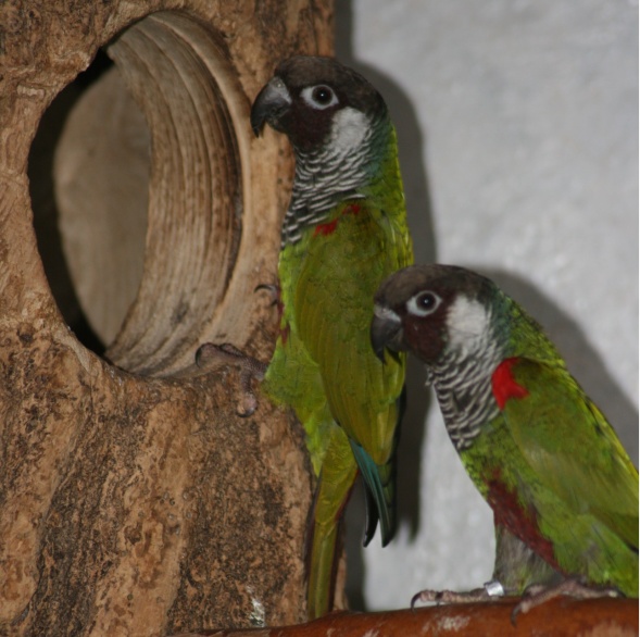 Salvadori_Weissohrsittich